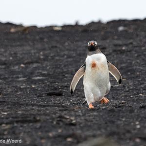 2016-12-22 - Ezelspinguïn<br/>Saunders Island - Falkland eilanden - Verenigd Koninkrijk<br/>Canon EOS 7D Mark II - 275 mm - f/5.6, 1/2500 sec, ISO 1600