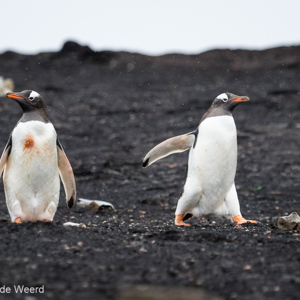 2016-12-22 - De één is schoner dan de andere<br/>Saunders Island - Falkland eilanden - Verenigd Koninkrijk<br/>Canon EOS 7D Mark II - 275 mm - f/5.6, 1/2500 sec, ISO 1600