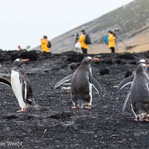 2016-12-22 - Wie kijkt er nu naar wie?<br/>Saunders Island - Falkland eilanden - Verenigd Koninkrijk<br/>Canon EOS 7D Mark II - 105 mm - f/5.0, 1/1250 sec, ISO 1000
