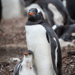 2016-12-22 - Ezelspinguïn met kleintje<br/>Saunders Island - Falkland eilanden - Verenigd Koninkrijk<br/>Canon EOS 7D Mark II - 400 mm - f/5.6, 1/3200 sec, ISO 1600