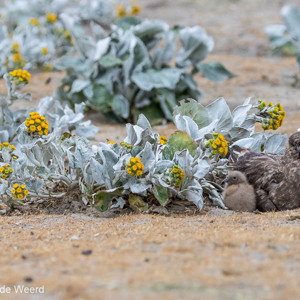 2016-12-22 - Subantarctische grote jager met jong<br/>Saunders Island - Falkland eilanden - Verenigd Koninkrijk<br/>Canon EOS 7D Mark II - 170 mm - f/5.0, 1/2000 sec, ISO 800