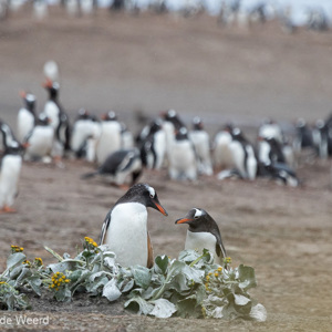 2016-12-22 - Heel veel ezelspinguïns<br/>Saunders Island - Falkland eilanden - Verenigd Koninkrijk<br/>Canon EOS 7D Mark II - 360 mm - f/5.6, 1/4000 sec, ISO 1250