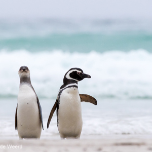 2016-12-22 - Magelhaenpinguïn paartje<br/>Saunders Island - Falkland eilanden - Verenigd Koninkrijk<br/>Canon EOS 7D Mark II - 400 mm - f/8.0, 1/2500 sec, ISO 1600