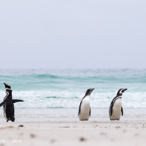 2016-12-22 - Zij hebben het gedaan! - Wie?<br/>Saunders Island - Falkland eilanden - Verenigd Koninkrijk<br/>Canon EOS 7D Mark II - 180 mm - f/8.0, 1/2000 sec, ISO 1250