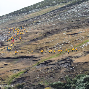 2016-12-22 - In een lange gele sliert achter elkaar aan<br/>Saunders Island - Falkland eilanden - Verenigd Koninkrijk<br/>Canon EOS 7D Mark II - 100 mm - f/5.6, 1/1000 sec, ISO 1250