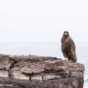 2016-12-22 - Falklandcaracara <br/>Saunders Island - Falkland eilanden - Verenigd Koninkrijk<br/>Canon EOS 7D Mark II - 100 mm - f/8.0, 1/1250 sec, ISO 1600