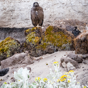2016-12-22 - Falklandcaracara<br/>Saunders Island - Falkland eilanden - Verenigd Koninkrijk<br/>Canon EOS 7D Mark II - 100 mm - f/8.0, 1/400 sec, ISO 1600
