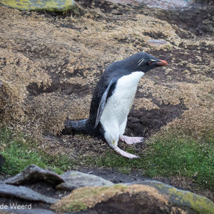 2016-12-22 - Jump! Rotsspringer pinguïn doet zijn naar eer aan<br/>Saunders Island - Falkland eilanden - Verenigd Koninkrijk<br/>Canon EOS 7D Mark II - 100 mm - f/5.6, 1/500 sec, ISO 1600