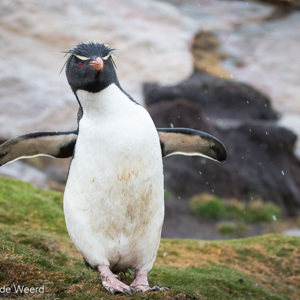 2016-12-22 - Poserende Rotsspringer pinguïn<br/>Saunders Island - Falkland eilanden - Verenigd Koninkrijk<br/>Canon EOS 7D Mark II - 100 mm - f/5.6, 1/1250 sec, ISO 1600