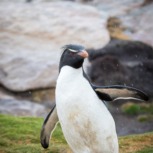 2016-12-22 - Naar rechts afslaande pinguïns mogen door<br/>Saunders Island - Falkland eilanden - Verenigd Koninkrijk<br/>Canon EOS 7D Mark II - 100 mm - f/5.6, 1/1000 sec, ISO 1600