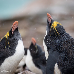 2016-12-22 - Twee flirtende macaronipinguïns<br/>Saunders Island - Falkland eilanden - Verenigd Koninkrijk<br/>Canon EOS 7D Mark II - 400 mm - f/5.6, 1/800 sec, ISO 1600