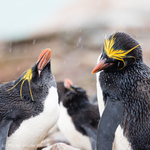 2016-12-22 - Twee flirtende macaronipinguïns<br/>Saunders Island - Falkland eilanden - Verenigd Koninkrijk<br/>Canon EOS 7D Mark II - 400 mm - f/5.6, 1/640 sec, ISO 1600