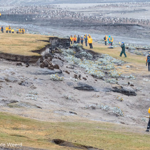 2016-12-22 - Een paar gele mensen en heel veel pinguïns<br/>Saunders Island - Falkland eilanden - Verenigd Koninkrijk<br/>Canon EOS 7D Mark II - 100 mm - f/8.0, 1/640 sec, ISO 1600