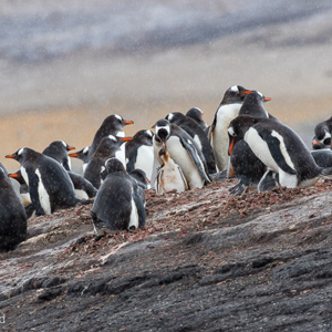 2016-12-22 - Heel veel ezelspinguïns<br/>Saunders Island - Falkland eilanden - Verenigd Koninkrijk<br/>Canon EOS 7D Mark II - 400 mm - f/8.0, 1/800 sec, ISO 1600