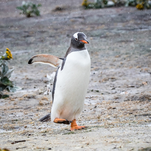2016-12-22 - Ezelspinguïn<br/>Saunders Island - Falkland eilanden - Verenigd Koninkrijk<br/>Canon EOS 7D Mark II - 180 mm - f/8.0, 1/1250 sec, ISO 1600