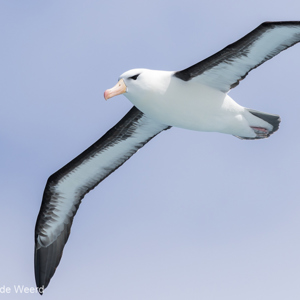 2016-12-24 - Wenkbrauwalbatros<br/>Op zee naar Zuid-Georgia - Zuidelijke Atlantische Oceaan<br/>Canon EOS 7D Mark II - 400 mm - f/5.6, 1/2000 sec, ISO 320
