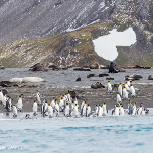 2016-12-26 - Koningspinguïns<br/>Right Whale Bay - Zuid-Georgia - Verenigd Koninkrijk<br/>Canon EOS 7D Mark II - 190 mm - f/5.0, 1/2000 sec, ISO 400