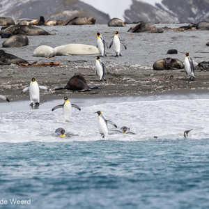 2016-12-26 - Koningspinguïns en Antarctische pelsrobben<br/>Right Whale Bay - Zuid-Georgia - Verenigd Koninkrijk<br/>Canon EOS 7D Mark II - 250 mm - f/5.6, 1/2000 sec, ISO 320