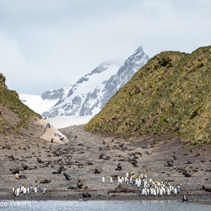 2016-12-26 - Koningspinguïns en Antarctische pelsrobben in prachtig landscha<br/>Right Whale Bay - Zuid-Georgia - Verenigd Koninkrijk<br/>Canon EOS 5D Mark III - 70 mm - f/9.0, 1/320 sec, ISO 400