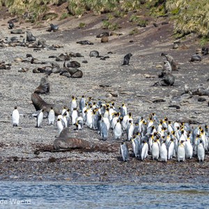 2016-12-26 - Koningspinguïns en Antarctische pelsrobben<br/>Right Whale Bay - Zuid-Georgia - Verenigd Koninkrijk<br/>Canon EOS 7D Mark II - 100 mm - f/5.0, 1/3200 sec, ISO 640