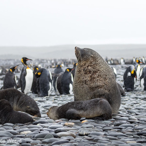 2016-12-26 - De mannetjes Antarctische pelsrob is echt indrukwekkend groot<br/>Salisbury Plain - Zuid-Georgia - Verenigd Koninkrijk<br/>Canon EOS 7D Mark II - 100 mm - f/5.0, 1/1250 sec, ISO 640
