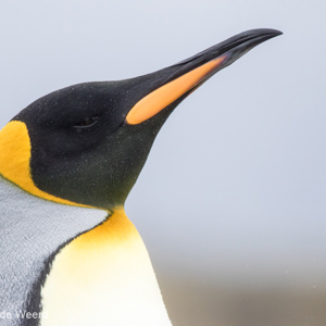 2016-12-26 - Koningspinguïn in close-up<br/>Salisbury Plain - Zuid-Georgia - Verenigd Koninkrijk<br/>Canon EOS 7D Mark II - 400 mm - f/5.6, 1/1250 sec, ISO 1000