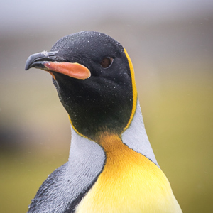2016-12-26 - Koningspinguïn portret<br/>Salisbury Plain - Zuid-Georgia - Verenigd Koninkrijk<br/>Canon EOS 7D Mark II - 400 mm - f/5.6, 1/1250 sec, ISO 800
