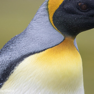 2016-12-26 - Kleuren- en lijnenspel van een Koningspinguïn<br/>Salisbury Plain - Zuid-Georgia - Verenigd Koninkrijk<br/>Canon EOS 7D Mark II - 400 mm - f/5.6, 1/1250 sec, ISO 500