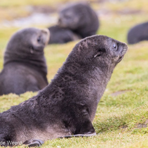 2016-12-27 - Schattig, die kleine pelsrobjes<br/>Stromness - Zuid-Georgia<br/>Canon EOS 7D Mark II - 260 mm - f/5.6, 1/1250 sec, ISO 1600