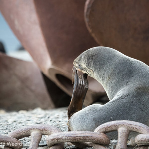2016-12-27 - Subantarctische zeebeer met jeuk<br/>Stromness - Zuid-Georgia<br/>Canon EOS 7D Mark II - 300 mm - f/5.6, 1/1250 sec, ISO 1600