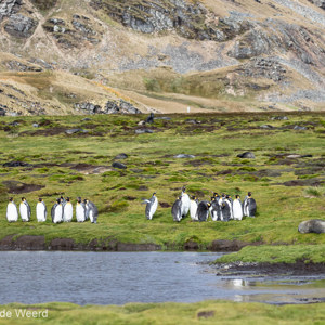 2016-12-27 - Koningspinguïns in het groene landschap<br/>Stromness - Zuid-Georgia<br/>Canon EOS 7D Mark II - 135 mm - f/5.0, 1/1250 sec, ISO 400