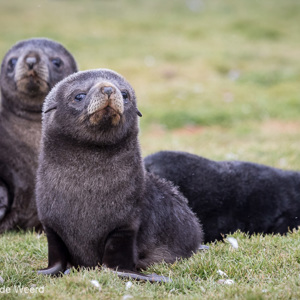 2016-12-27 - Nieuwsgierig en zeker niet bang<br/>Stromness - Zuid-Georgia<br/>Canon EOS 7D Mark II - 260 mm - f/5.6, 1/1250 sec, ISO 1600
