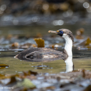 2016-12-27 - Keizeraalscholver (Phalacrocorax atriceps)<br/>Stromness - Zuid-Georgia<br/>Canon EOS 7D Mark II - 400 mm - f/5.6, 1/2000 sec, ISO 500
