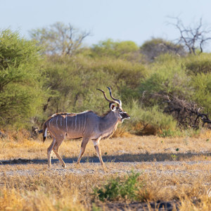 2024-05-06 - Kudu man<br/>Deception Valley Lodge - Central Kalahari Game Reserve - Botswana<br/>Canon EOS R6m2 - 400 mm - f/6.3, 1/500 sec, ISO 500