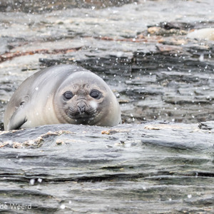 2016-12-28 - Jonge zeeolifant<br/>St. Andrew’s Bay - Zuid-Georgia<br/>Canon EOS 7D Mark II - 100 mm - f/8.0, 1/320 sec, ISO 1600