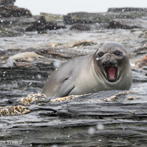 2016-12-28 - Jonge zeeolifant in de sneeuw<br/>St. Andrew’s Bay - Zuid-Georgia<br/>Canon EOS 7D Mark II - 100 mm - f/8.0, 1/400 sec, ISO 1600