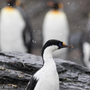2016-12-28 - Keizeraalscholver en koningspinguïns<br/>St. Andrew’s Bay - Zuid-Georgia<br/>Canon EOS 7D Mark II - 400 mm - f/8.0, 1/640 sec, ISO 1600