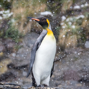 2016-12-28 - Koningspinguïn in de sneeuw<br/>St. Andrew’s Bay - Zuid-Georgia<br/>Canon EOS 7D Mark II - 250 mm - f/8.0, 1/400 sec, ISO 1600