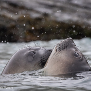 2016-12-28 - Jonge speelse zeeolifanten in de zee<br/>St. Andrew’s Bay - Zuid-Georgia<br/>Canon EOS 7D Mark II - 400 mm - f/8.0, 1/500 sec, ISO 1600