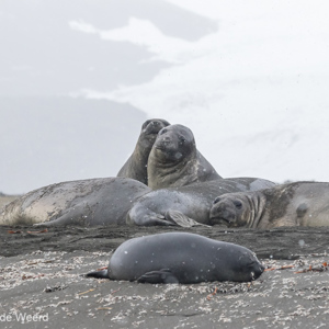 2016-12-28 - Zeeolifanten<br/>St. Andrew’s Bay - Zuid-Georgia<br/>Canon EOS 7D Mark II - 200 mm - f/6.3, 1/1600 sec, ISO 1600