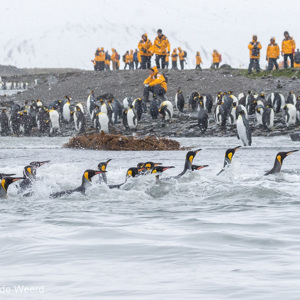 2016-12-28 - Koningspinguïns en gele toeristen<br/>St. Andrew’s Bay - Zuid-Georgia<br/>Canon EOS 7D Mark II - 120 mm - f/8.0, 1/1250 sec, ISO 1000