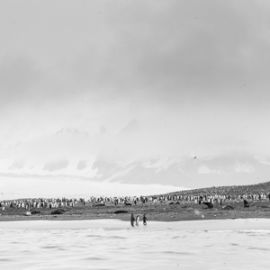 2016-12-28 - Koningspinguïns op het strand<br/>St. Andrew’s Bay - Zuid-Georgia<br/>Canon EOS 5D Mark III - 49 mm - f/8.0, 1/250 sec, ISO 200
