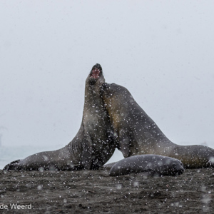 2016-12-28 - Zeeolifanten aan het vechten<br/>St. Andrew’s Bay - Zuid-Georgia<br/>Canon EOS 7D Mark II - 100 mm - f/5.0, 1/2000 sec, ISO 500