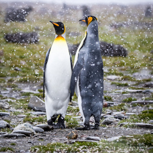 2016-12-28 - Elegante Koningspinguïns in de sneeuw<br/>St. Andrew’s Bay - Zuid-Georgia<br/>Canon EOS 7D Mark II - 190 mm - f/5.0, 1/2000 sec, ISO 800