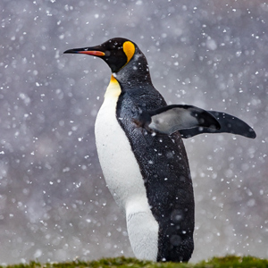 2016-12-28 - Koningspinguïn in de sneeuw<br/>St. Andrew’s Bay - Zuid-Georgia<br/>Canon EOS 7D Mark II - 400 mm - f/5.6, 1/2000 sec, ISO 500