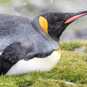 2016-12-28 - De koningspinguïn in close-up<br/>St. Andrew’s Bay - Zuid-Georgia<br/>Canon EOS 7D Mark II - 260 mm - f/5.6, 1/2000 sec, ISO 1250