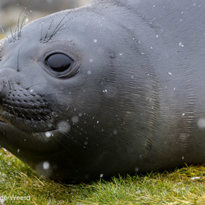 2016-12-28 - Jonge zeeolifanten zien er nog schattig uit<br/>St. Andrew’s Bay - Zuid-Georgia<br/>Canon EOS 7D Mark II - 210 mm - f/8.0, 1/320 sec, ISO 800