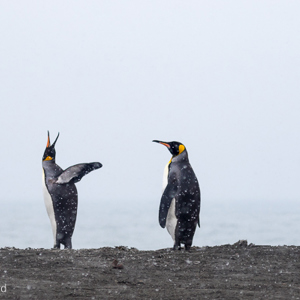 2016-12-28 - Af en toe moet er even flink geroepen worden<br/>St. Andrew’s Bay - Zuid-Georgia<br/>Canon EOS 7D Mark II - 160 mm - f/5.0, 1/2000 sec, ISO 320
