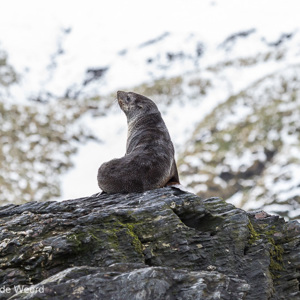 2016-12-28 - Pelsrob in zijn karakteristieke pose<br/>Gold Harbour - Zuid-Georgia<br/>Canon EOS 7D Mark II - 220 mm - f/5.6, 1/2000 sec, ISO 1250
