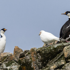 2016-12-28 - Keizeraalscholvers en een Chionis<br/>Gold Harbour - Zuid-Georgia<br/>Canon EOS 7D Mark II - 285 mm - f/5.6, 1/2000 sec, ISO 320